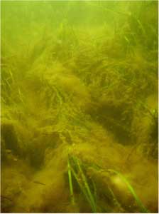 Zostera & Ectocarpus