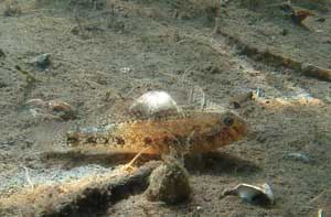 Gobius niger